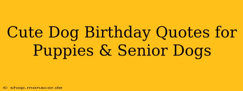 Cute Dog Birthday Quotes for Puppies & Senior Dogs