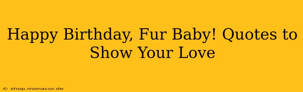 Happy Birthday, Fur Baby! Quotes to Show Your Love