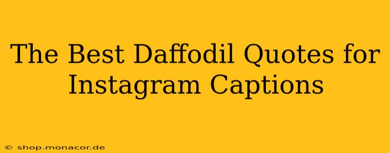 The Best Daffodil Quotes for Instagram Captions