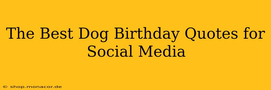 The Best Dog Birthday Quotes for Social Media