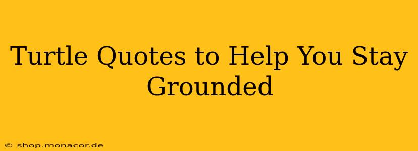 Turtle Quotes to Help You Stay Grounded